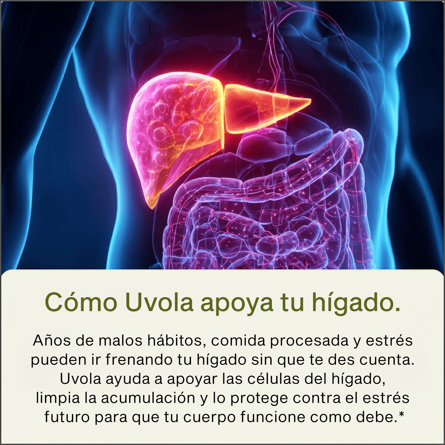 Uvola - Apoyo Con Cardo Mariano